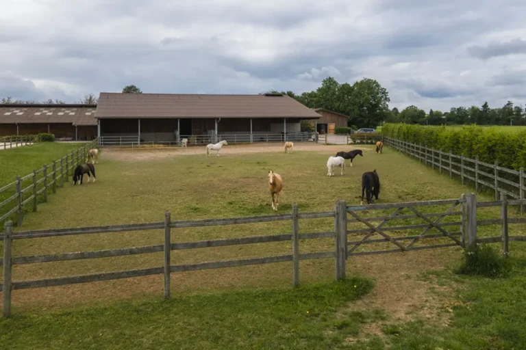 Offenstall Schulpferde