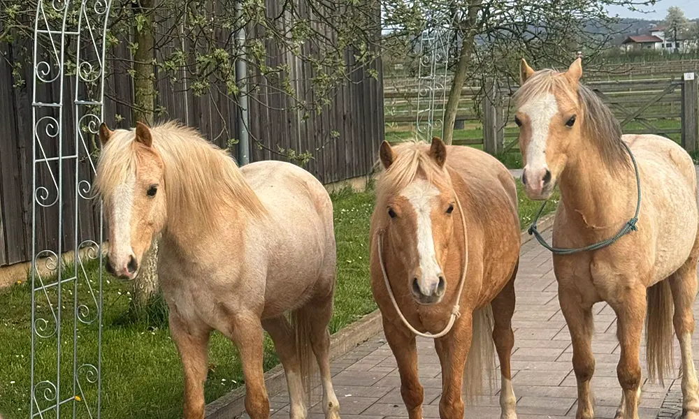 Reiterferien fuer Kinder