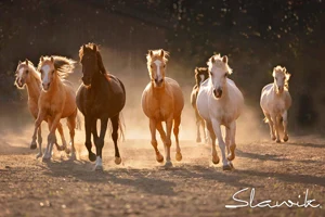 Fotoworkshop mit Christiane Slawik