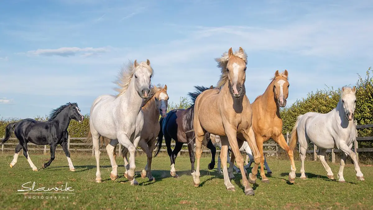 Sommerferienprogramm Ponytag auf dem Nussbaumhof