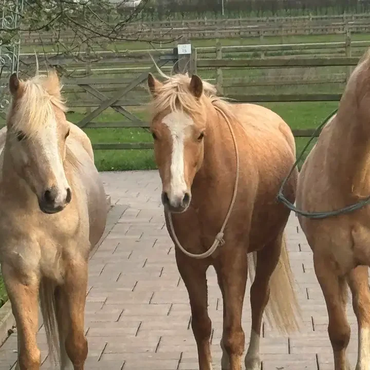 Ponys mit Halsring